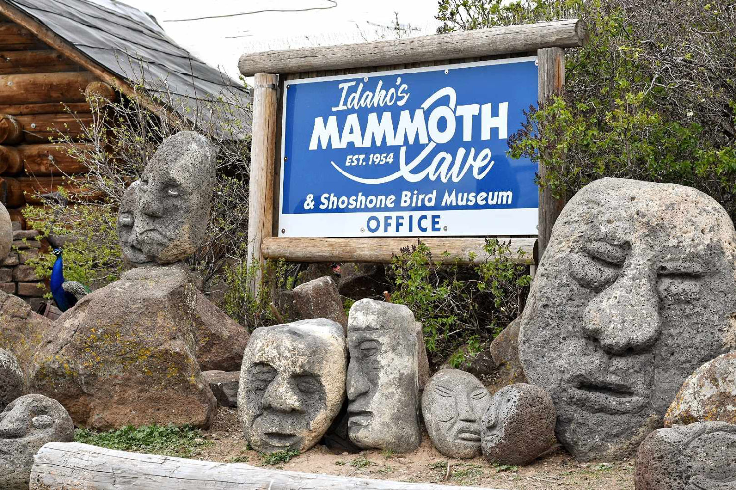 Main office sign for Idaho’s Mammoth Cave and Shoshone Bird Museum surrounded by carved stone face sculptures and desert landscaping near Shoshone Idaho