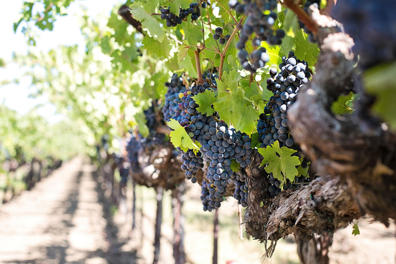 Ste Chapelle Winery vineyard in southwest Idaho with rows of grapevines and ripe wine grapes