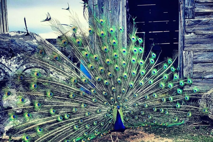 Things to Do in Idaho