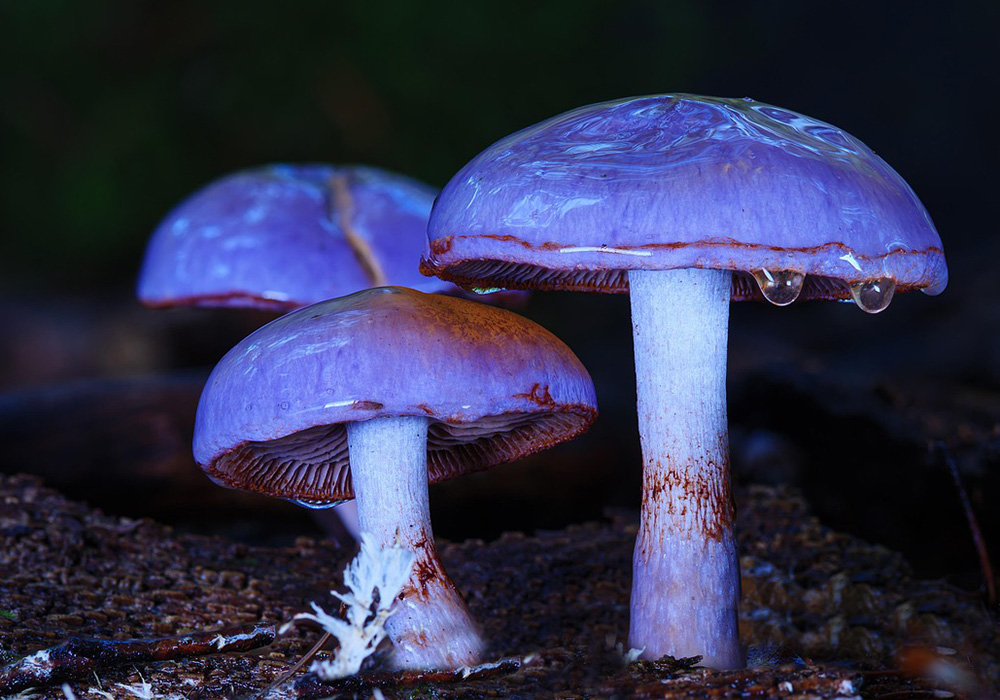 Things to Do in Idaho