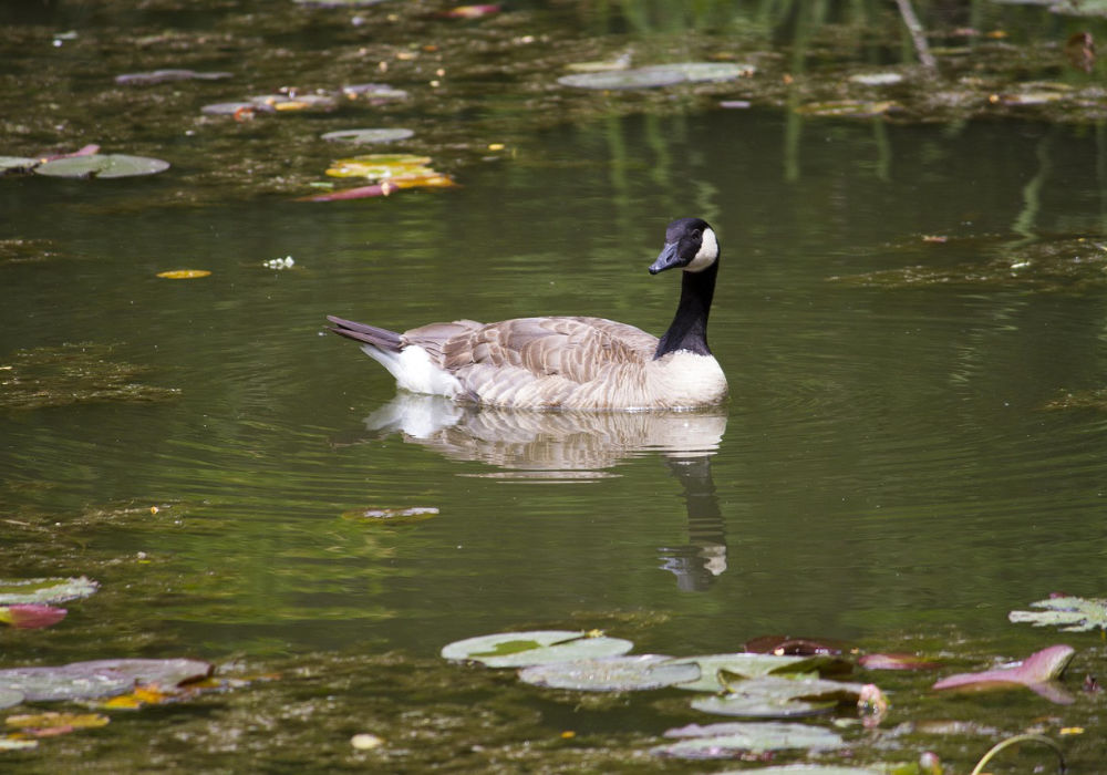 Canada goose swimming on calm water along Boise River Greenbelt in Idaho