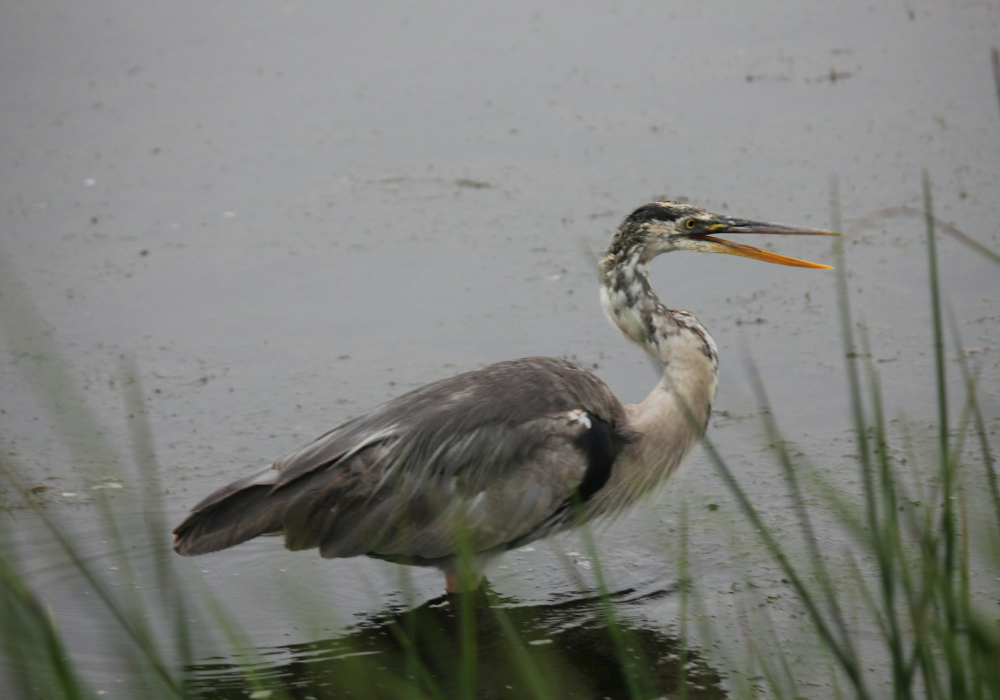 Great blue heron standing in shallow water in Idaho wetlands with grasses in foreground