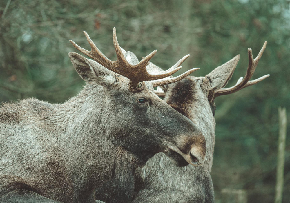 Bull moose in Idaho standing in a forest with large antlers, showcasing local wildlife