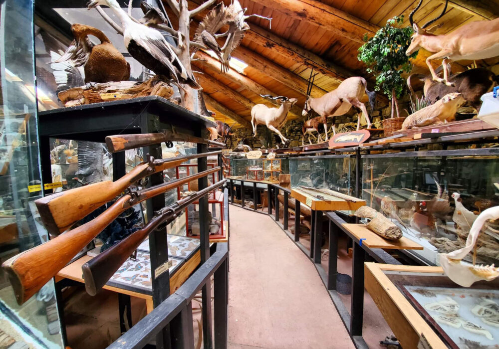 shoshone-bird-museum-natural-history-idahos-mammoth-cave Interior of the Shoshone Bird Museum of Natural History at Idaho's Mammoth Cave showing mounted animals, antique rifles, butterfly displays, and taxidermy wildlife from around the world